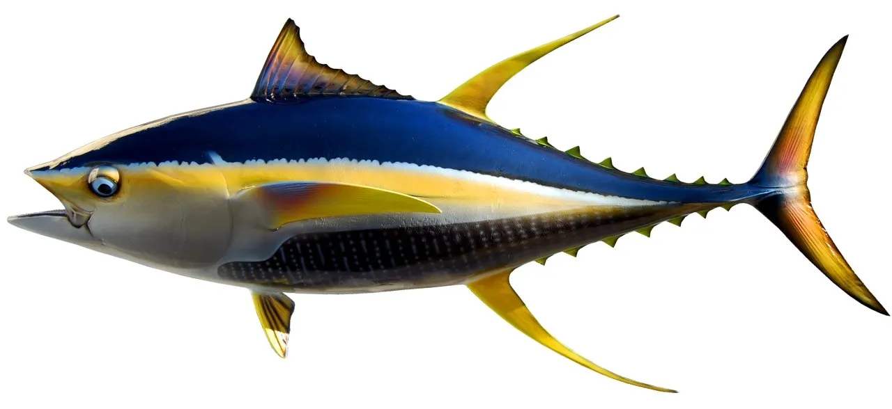 55 INCH YELLOWFIN TUNA